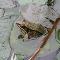 腹斑蛙也是赤蛙類，牠的叫聲有點像打嗝，喔、喔、喔……