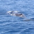 抹香鯨迴游經過我的海洋，原來我們生活在相同的國度。 
07/15,2005 這天，海棠颱風已接近台灣海域，但花蓮海域卻異常地風平浪靜，於是，我開始，生平第一次，與抹香鯨的邂逅，那相遇的剎那……我的心，開了，看見光