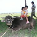 2005,8/28是尋牛記活動最後一天，一家人有幸趕上牛尾巴，還是芝言、珈吟姊妹倆，比哥哥耕嘉膽大，先嚐到騎牛的樂趣。