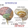 大腦內的海馬區主管學習與記憶