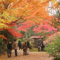 除了高尾山，離東京最美的賞楓景點應該非六義園莫屬了。因為有庭園景觀等設計，我覺得六義園最值得一遊。