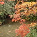 楓紅在東京---六義園 - 1