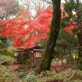楓紅在東京---六義園 - 4