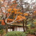 楓紅在東京---六義園 - 1