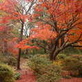 楓紅在東京---六義園 - 3