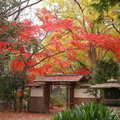 楓紅在東京---六義園 - 5