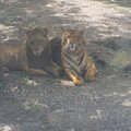 2-2-3賽福瑞野生動物園