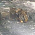 2-2-4賽福瑞野生動物園