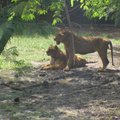 2-2-5賽福瑞野生動物園