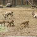 2-2-6賽福瑞野生動物園