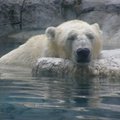 2-2-4賽福瑞野生動物園