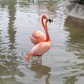 SeaWorld Flamingo