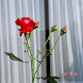 

  
情 人 的 玫 瑰 也 趕 在 三 月 來 報 到 , 熱 情 而 高 貴 , 在 庭 園 中 搖 曳 生 姿 , 

在 風 中 飄 盪 , 展 現 其 獨 特 的 魅 力 .
 

