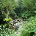 7.賞厥步道-小溪左有兩側均有棲息在陰暗潮濕的蕨類植物,是天然的自然教室