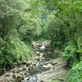 8.賞厥步道-延伸至上游,這條小溪的水溫比平常水溫低四度左右,因此不容易被外來物種侵襲破壞生態環境