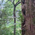 92 11.賞厥步道-棲息在樹木上的蕨類植物,好像人魚的耳朵!