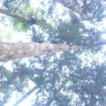 95 14.賞厥步道-高大茂密的樹阻擋了照射進來的陽光,造就出蕨類的秘密世界