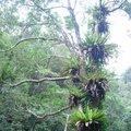 96 15.賞厥步道-棲息在樹上的眾:台灣山蘇花