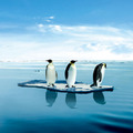 浮冰上的企鵝