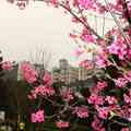 中正紀念堂的櫻花(2)