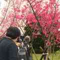 我頑皮地照中視攝影記者，結果發現櫻花意外照得更漂亮。
(2/14/09 Taipei)
實在說，陰天拍照恐怕難拍得好。花看起來也是垂頭喪氣的。