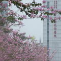 今天(3/21/09)本來要上臺北，坐公車時突然發現光復路上有一排櫻花樹，就下車拍了這些照片。將來說不定日本人要到臺灣賞櫻了。
