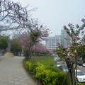 新竹市在光復路上的櫻花樹

今天(3/21/09)本來要上臺北，坐公車時突然發現光復路上有一排櫻花樹，就下車拍了這些照片。將來說不定日本人要到臺灣賞櫻了。