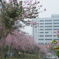 新竹市在光復路上的櫻花樹(3)