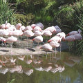 聖地雅歌動物園裡的粉紅色天鵝