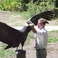 聖地雅歌動物園老鷹的表演：你看老鷹有多大