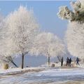 11/20/2011 東北吉林的霧凇。霧凇(rime)是霧氣遇到寒冷的天氣在樹枝上結冰。又叫白霜。
