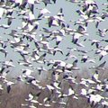 美國加州首府薩加緬度野生動物保留區，只在冬天和隔年春天開放，因為雪鵝只在天寒時來過冬。只能用驚艷來形容。攝於2002年冬天。
