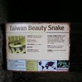 台灣的美人蛇?