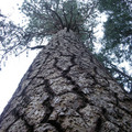 Yosemite 2008 - 2