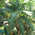 內轆橋旁竹林裡的香蕉樹