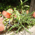 這些漂亮的植物是我在中興新村的院子拍攝的。
