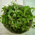 Tina老師種植的奧勒岡與甜菊。充滿綠色生命！