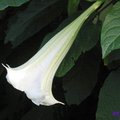 翠湖的花１曼陀羅