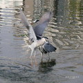 一天恰巧經過台北大安森林公園
看見一群候鳥正在園內人工湖水上
腑衝湖面捕食小魚　