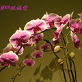 2011台北蘭花節
