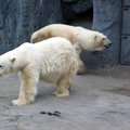 北極熊2