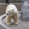 北極熊3
