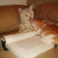 愛看書的貓姐妹___氣質養成術: 多看書