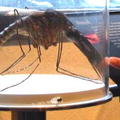 東京博物館的超大蚊子