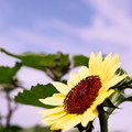 Sunflower10
