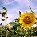 Sunflower11