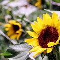 Sunflower12
