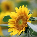 Sunflower13
