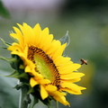 Sunflower14