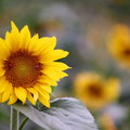 Sunflower15